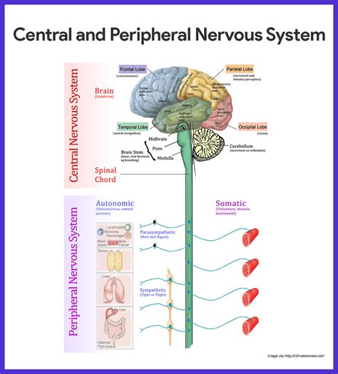 Nervous System Anatomy and Physiology - Nurseslabs