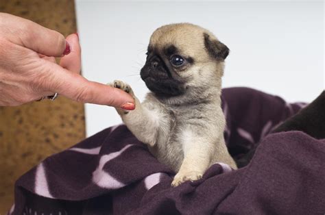 Miniature Pug - DogAppy