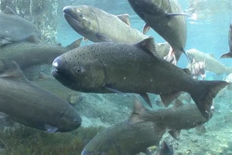 Chinook Salmon | NOAA Fisheries