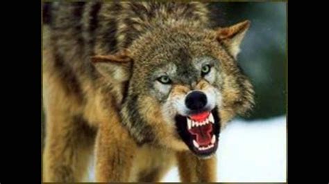 SCARY WOLF GROWLING (HD SOUND) - YouTube | Wolf growling, Scary wolf ...