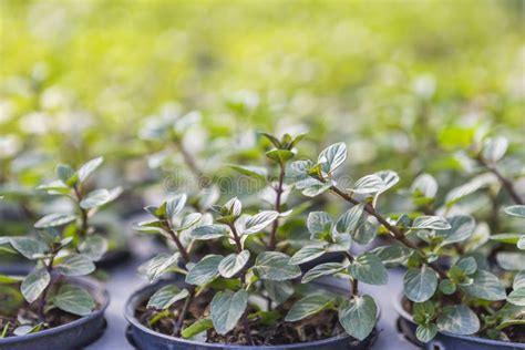 Black Mint Plant Growing in Nursery House Over Blurred Green Garden ...