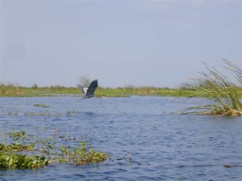 Lake Okeechobee Wildlife Pictures & Sightseeing