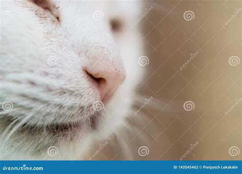 Close up cat`s nose stock photo. Image of nasal, cats - 142045462