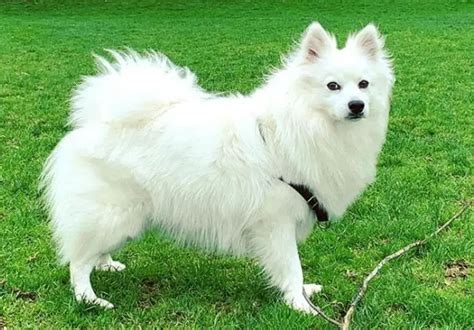 200 American Eskimo Dog Names - The Paws