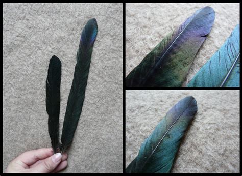 Magpie Feathers by CabinetCuriosities on DeviantArt