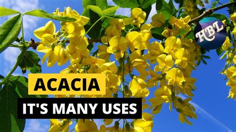 The Many Uses for Acacia - YouTube