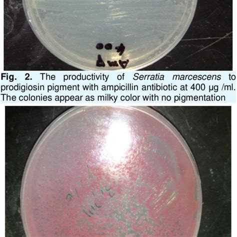 The productivity of Serratia marcescens to prodigiosin pigment with ...