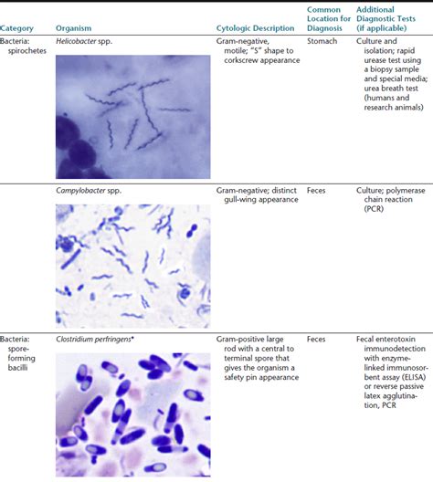 What Causes Bacteria In Dogs Stool