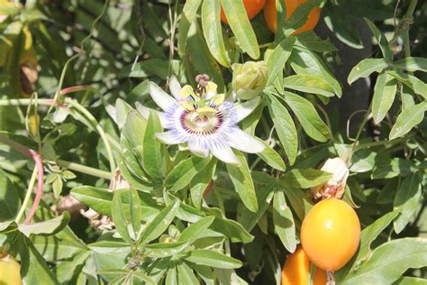 Fotos de mi barrio - Pictures of my neighborhood: Fruta de la pasión, maracuyá, mburucuyá ...