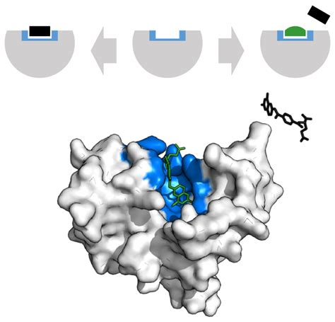 Difference Between Reversible and Irreversible Inhibition | Compare the Difference Between ...