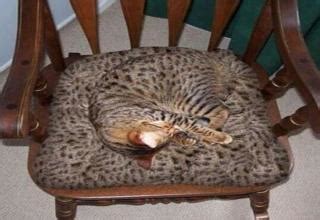 12 Cats Who Have Their Camouflage Game Down - Wtf Gallery | eBaum's World