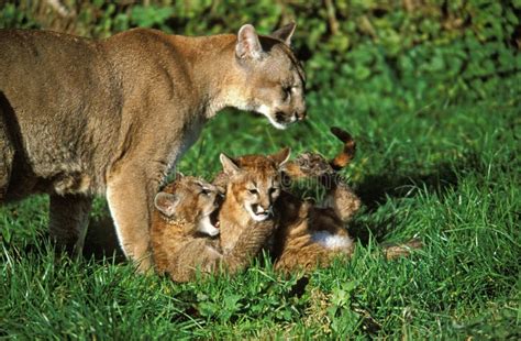 COUGAR Puma Concolor, MOTHER with CUBS Stock Photo - Image of group ...