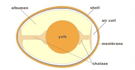 Egg Cell Anatomy