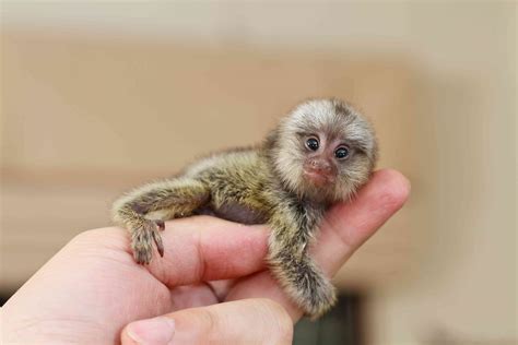 11 Things You Didn't Know About Monkeys