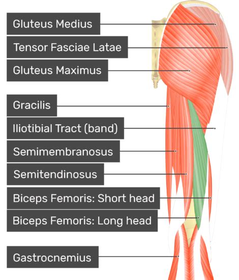 Biceps femoris: origin, insertion and action | GetBodySmart