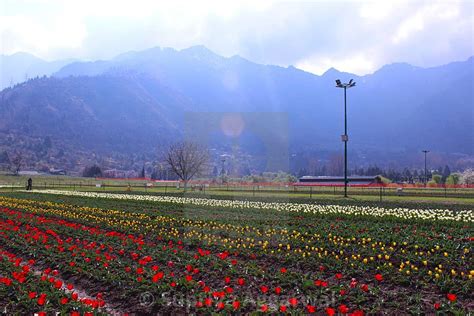 Indira Gandhi Memorial Tulip Garden, Kashmir, indira gandhi tulip garden HD wallpaper | Pxfuel