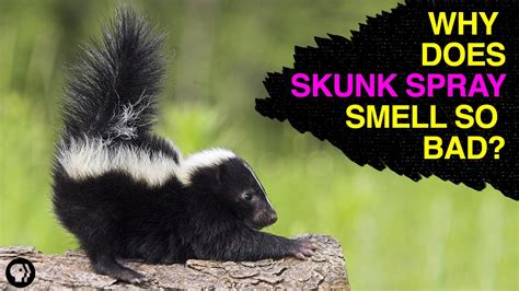 The Chemistry of Skunk Spray - YouTube