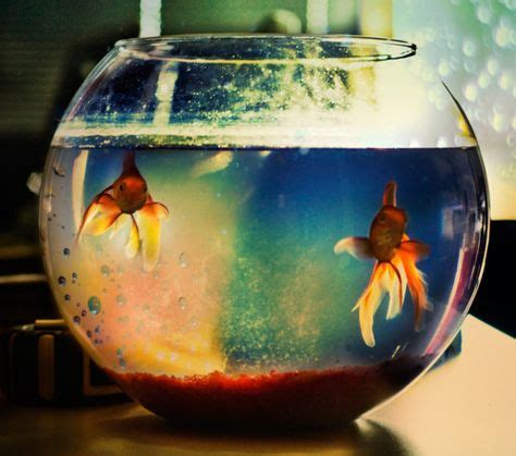 38 Goldfish bowl ideas | goldfish, goldfish bowl, fish centerpiece