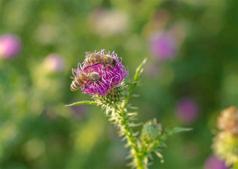 Premium Photo | Burdock plant