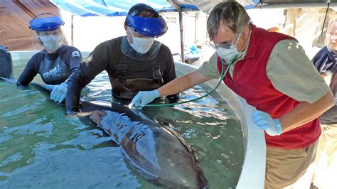 Beached whale brought lessons and stress | AgriLife Today