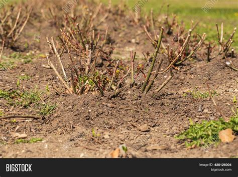 Cut Stems Roses Image & Photo (Free Trial) | Bigstock