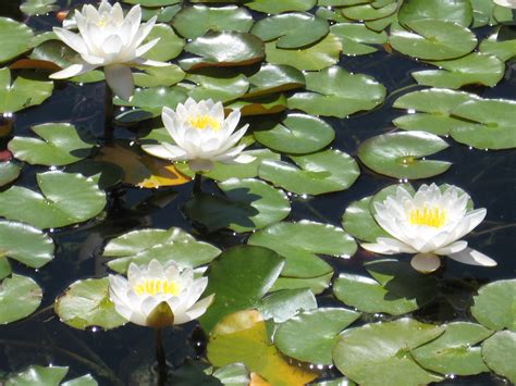 Free Images : water, white, flower, petal, pond, botany, sacred lotus, aquatic plant, flora ...