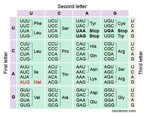 How to Read the Amino Acids Codon Chart? - Genetic Code and mRNA Translation - Rs' Science ...