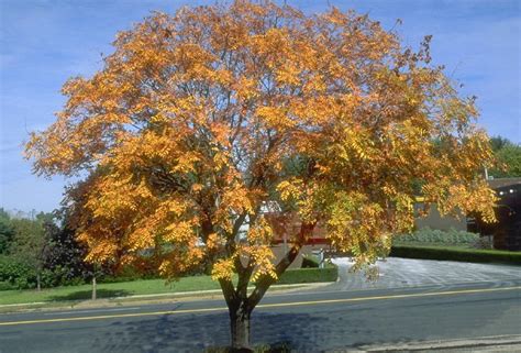 Golden Rain Tree - David Rolston Landscape Architects - Residential ...