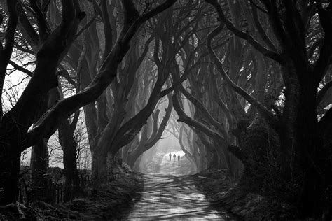 The Dark Hedges on Behance