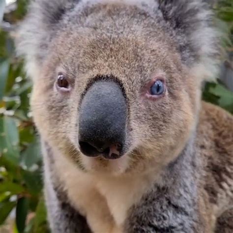 Rare koala with different colored eyes rescued in Australia - Good ...