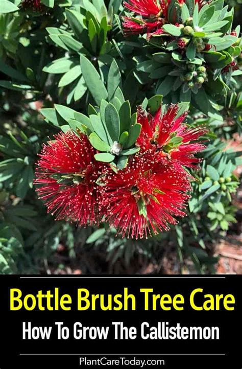 Bottle Brush Tree Care: How To Grow The Callistemon | Bottlebrush plant, Tree care, Landscape care