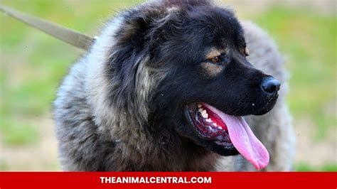 The Ultimate Guide To Caucasian Shepherd Dogs: Temperament, Training, And Care - Theanimalcentral