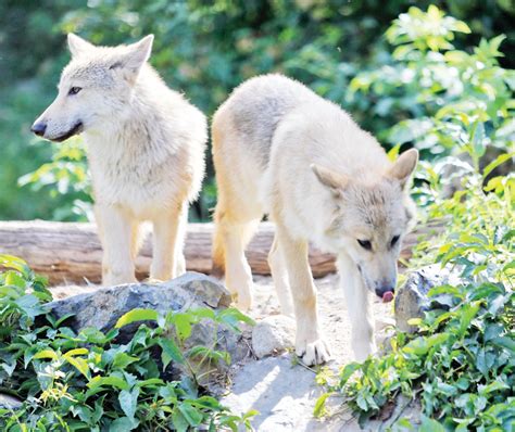 Wolf Center’s new pups join exhibit pack - The Timberjay