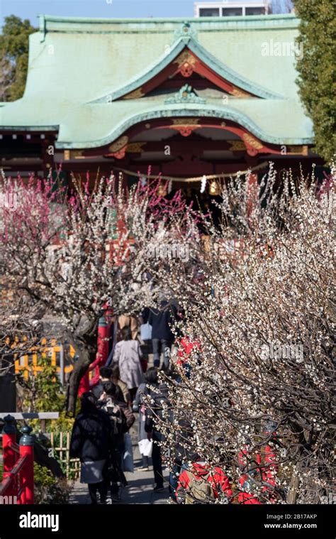 Kameido Tenjinsha Ume Festival, Koto-Ku, Tokyo, Japan Stock Photo - Alamy