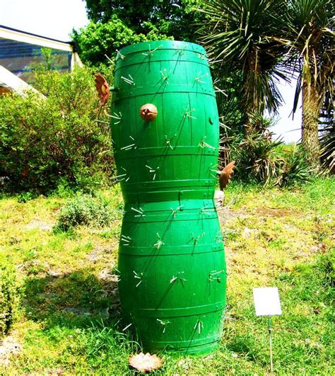 Wine Barrels Cactus Form free image download