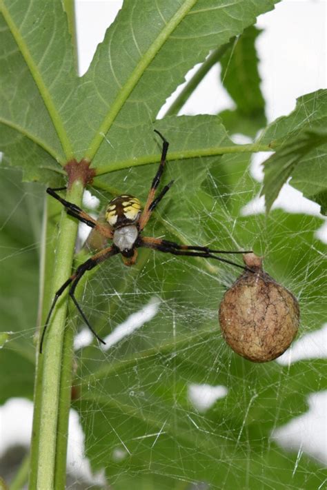 How Long Do Garden Spiders Live After Laying Eggs | Fasci Garden