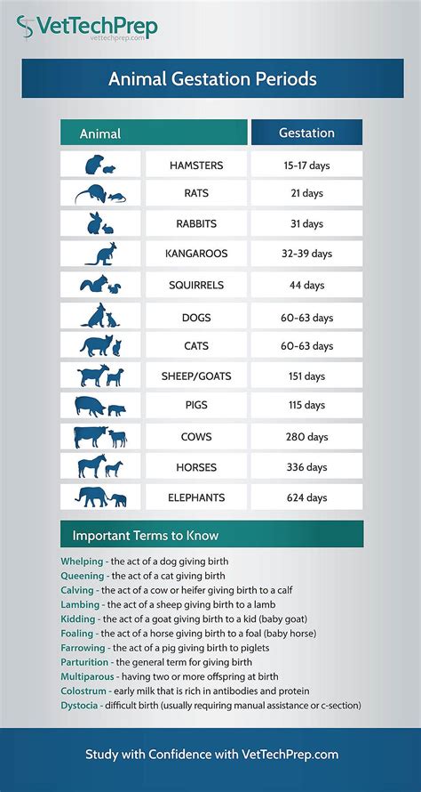 Vet Tech Infographic: Animal Gestation Periods | Vet tech school, Vet ...