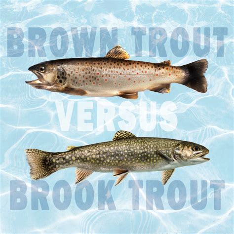 Brown Trout Vs Brook Trout