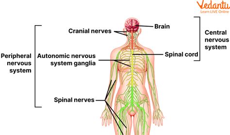 Nervous System for Grade 5 | Learn Important Terms and Concepts