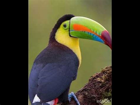 toucan call #shorts #bird #iscreations2461 - YouTube