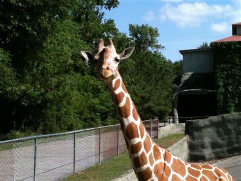 Baton Rouge Zoo, Louisiana (2011)