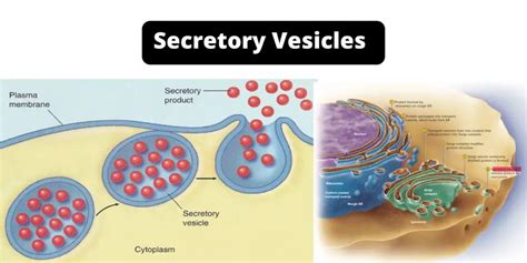 Secretory Vesicles - Definition, Structure, Functions, and Diagram ...