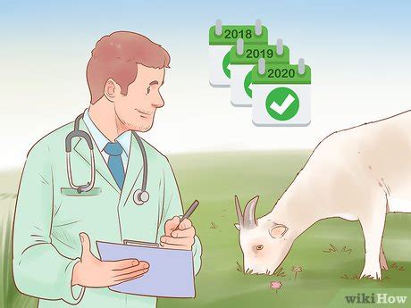 How to Care for Pygmy Goats (with Pictures) - wikiHow