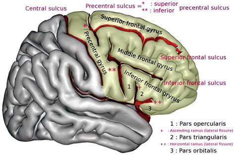 Cortex and Connections | Exam Review | NowYouKnow Neuro