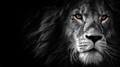 Lion wallpapers - Wallpaper Sun