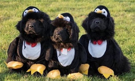 15 Funny Halloween Costumes for Newfoundlands - Page 5 of 5 - The Dogman