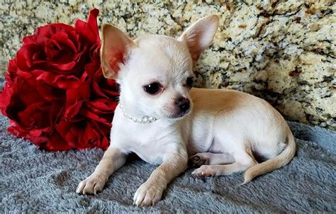 Chihuahua Puppies For Sale | Surprise, AZ #147359