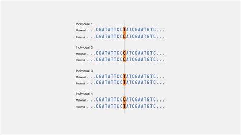 Single Nucleotide Polymorphisms (SNPs)