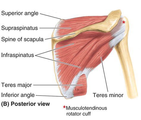 Greater Tubercle Of Humerus Muscles That Attach