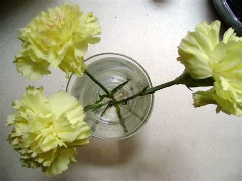 Yellow Carnation Meaning - Harvest Indoor